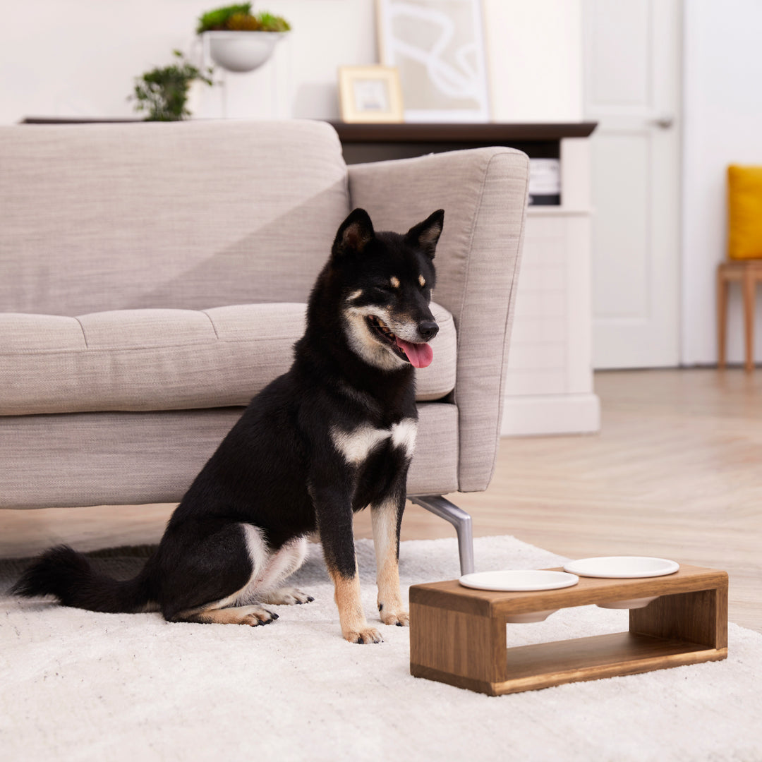 a medium sized dog sits in front of a raised wooden food stand for pets